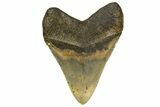 Serrated, Fossil Megalodon Tooth - North Carolina #339280-2